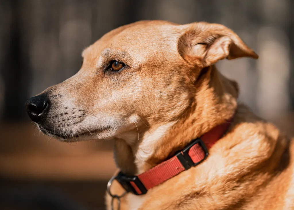 A closeup of a Carolina dog profile against a blurred background.
