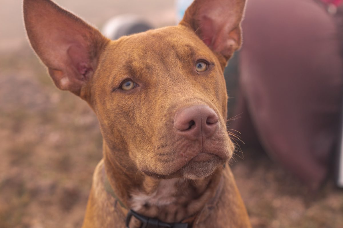 Pharaoh hound deals terrier mix