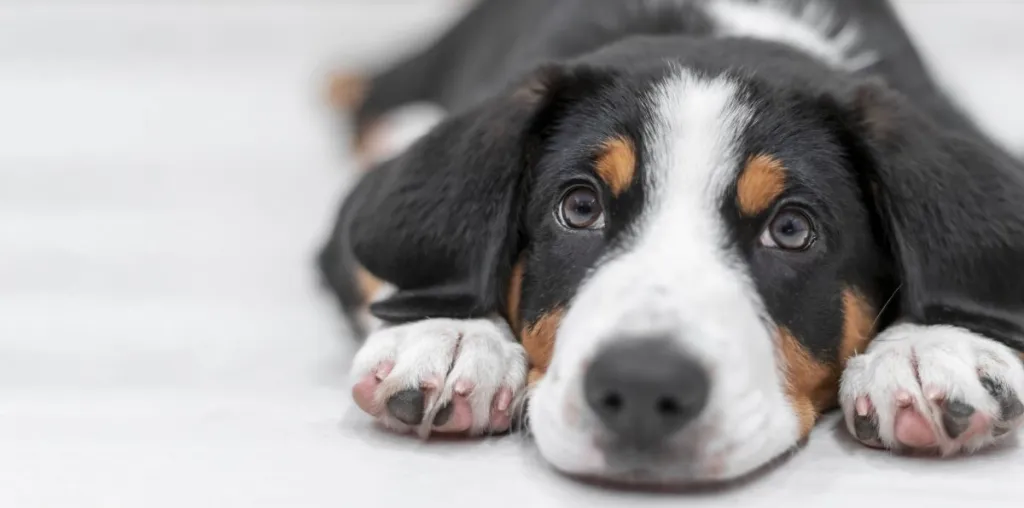 Entlebucher Mountain puppy