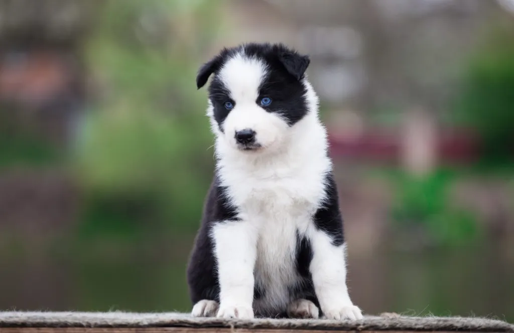 Yakutian Laika puppy