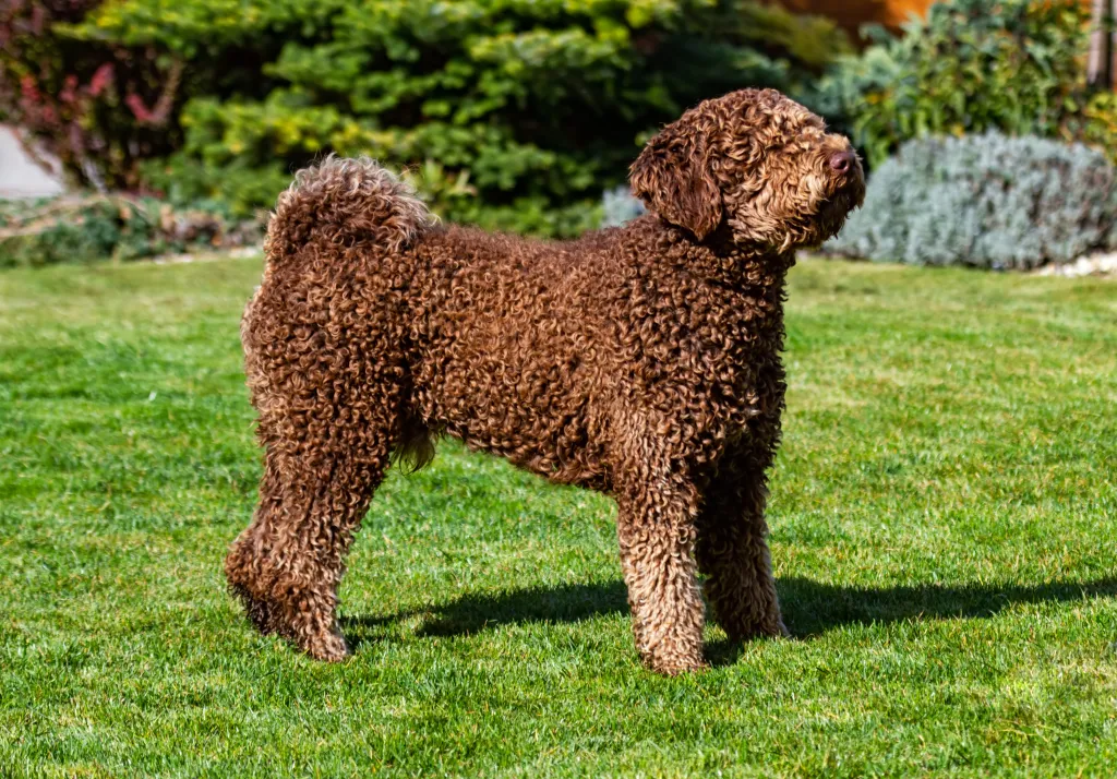 Spanish water dog: Dog breed characteristics & care