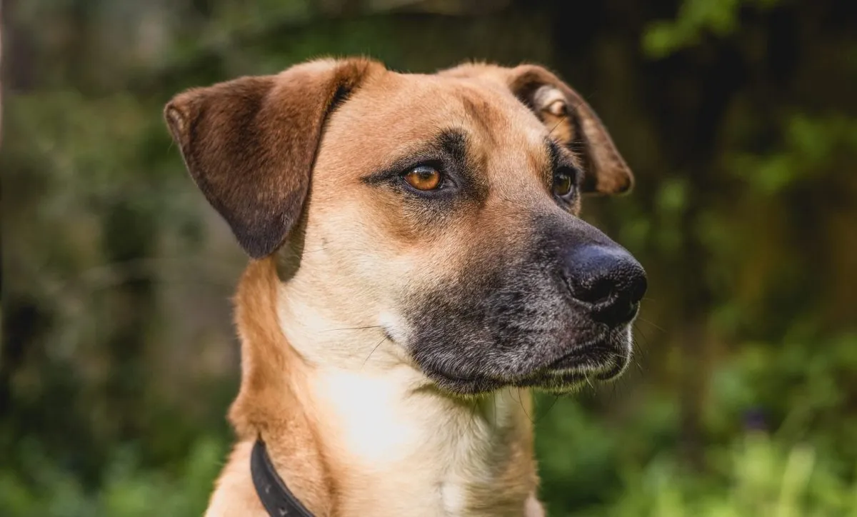 Black Mouth Cur Dog Breed Information & Characteristics