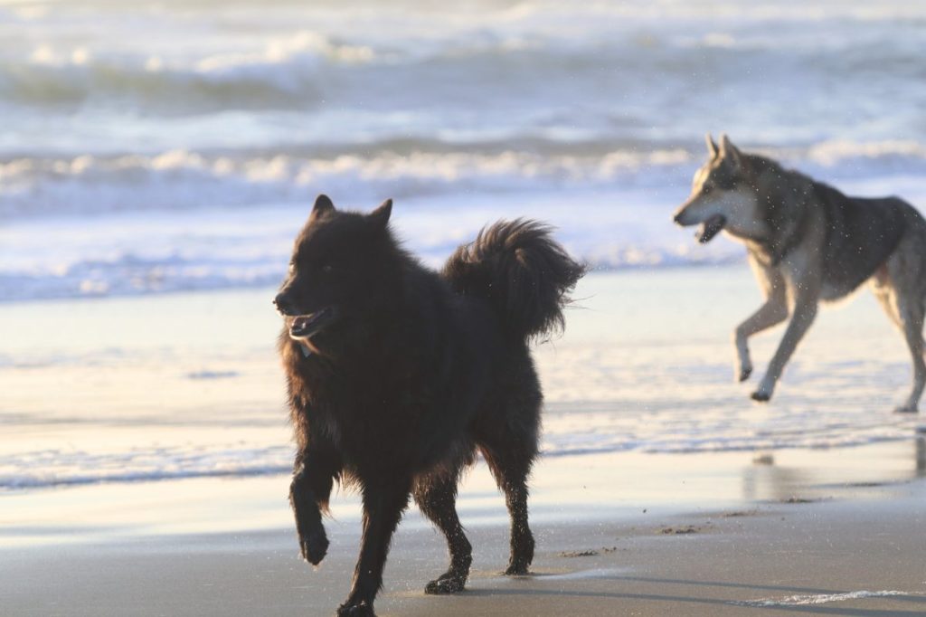 Swedish Lapphund running