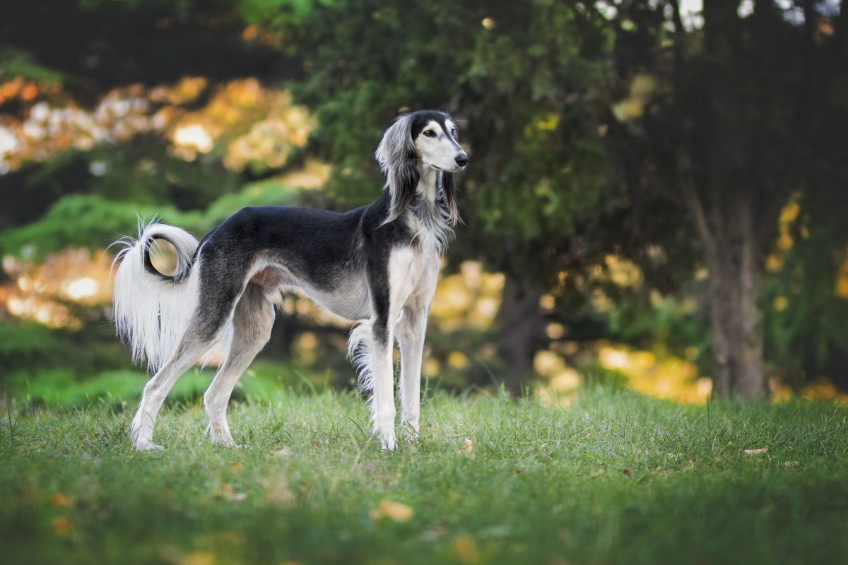 Saluki origin hot sale