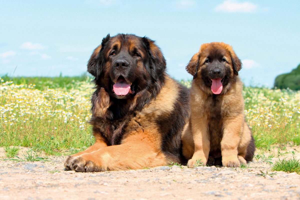 Big dogs clearance leonberger