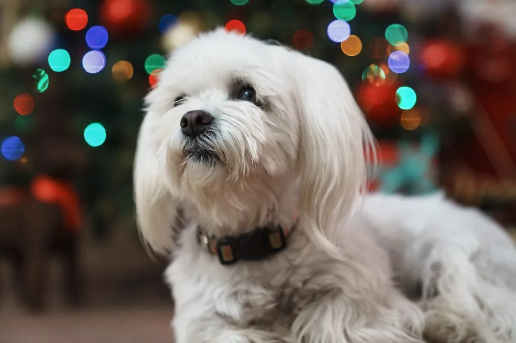 Maltese dog at christmas