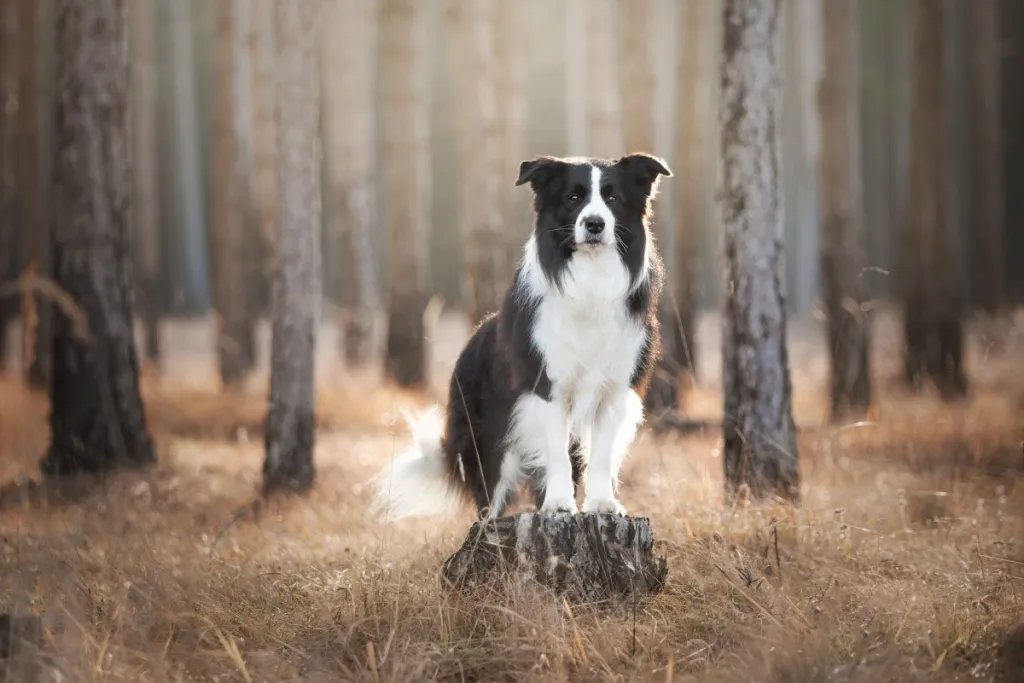 Getting to Know Your Border Collie: Price, Weight, Personality, and More