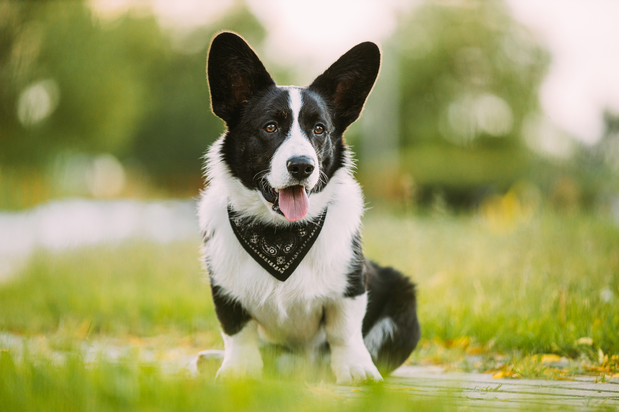 Cardigan welsh corgi colors black 2024 & white