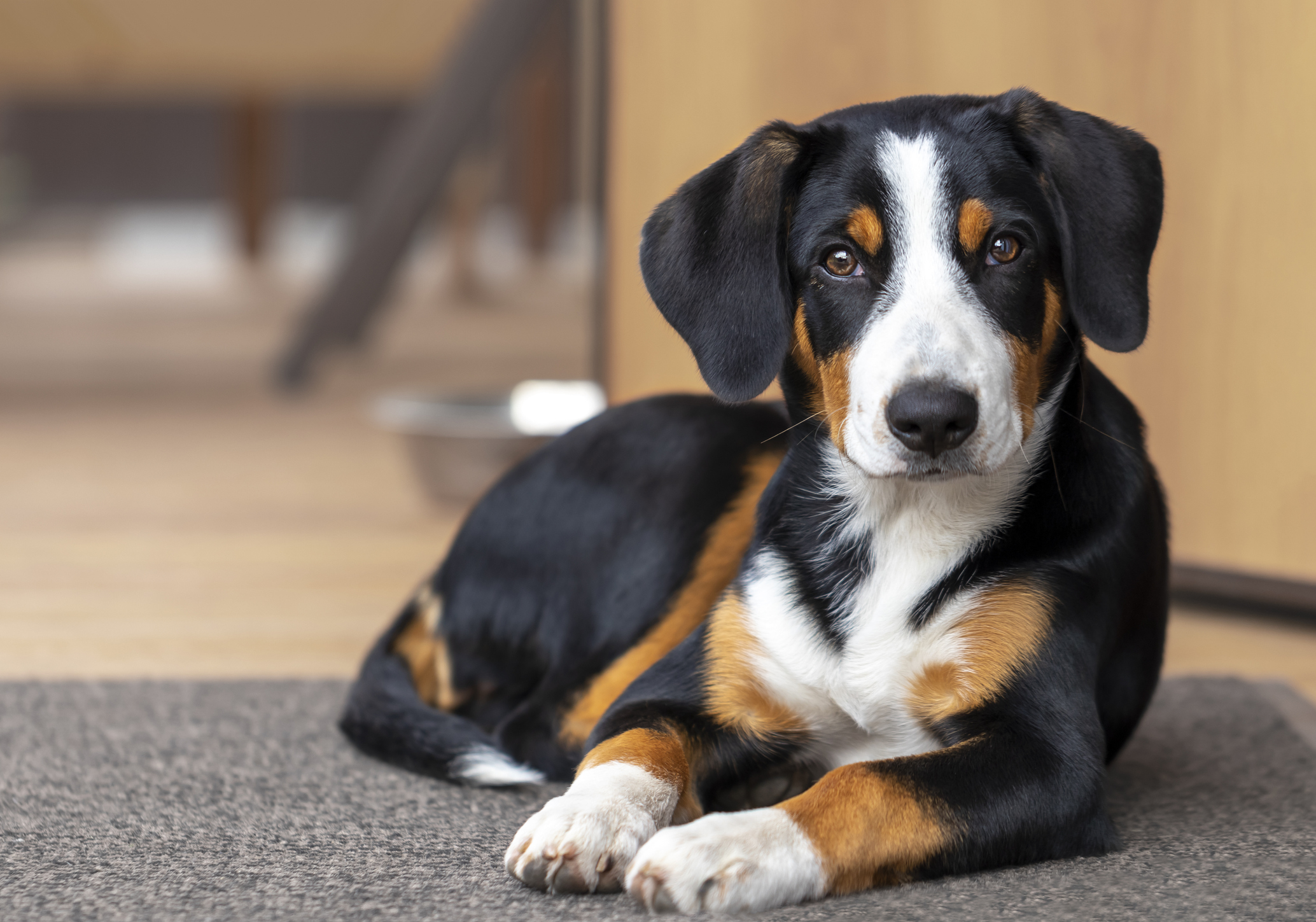 Short hair bernese mountain hotsell dog puppy