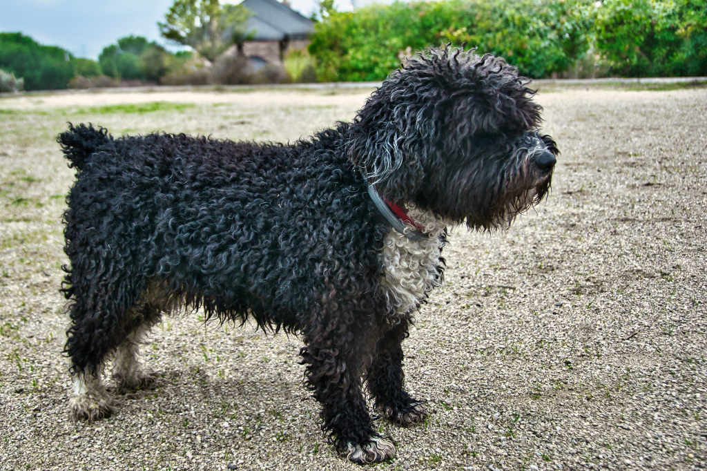 Spanish water dog: Dog breed characteristics & care