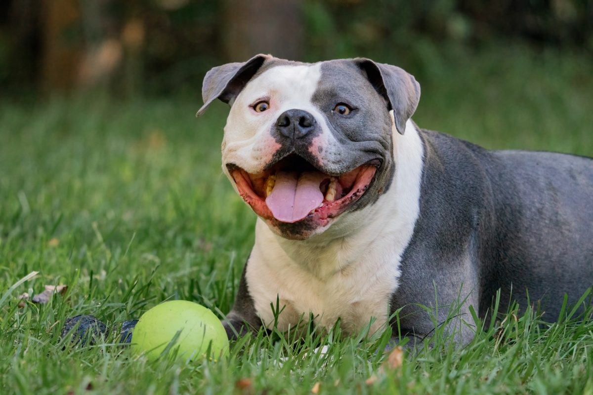 American clearance bully small