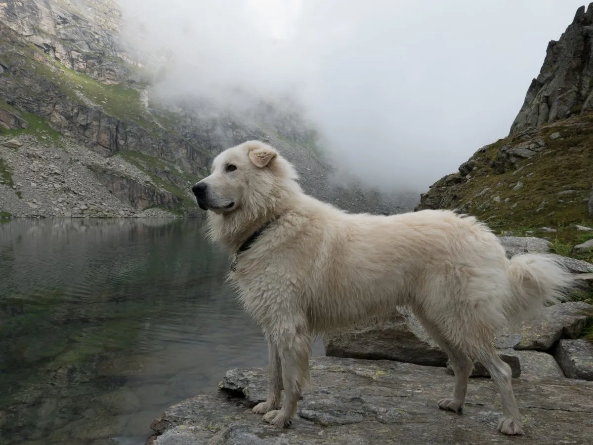 Maremma clearance sheepdog akc