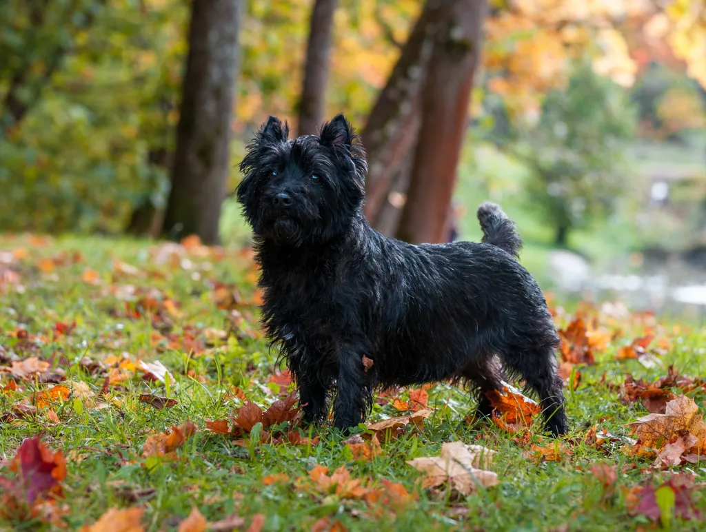 Cairn Terrier on the grass. Autumn Background.