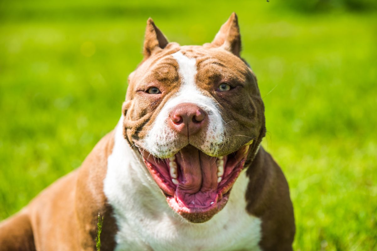 Medium sized clearance bully breeds