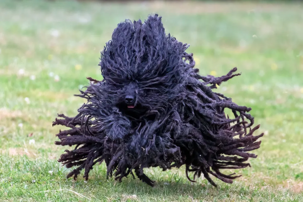 Dark-colored Puli with hair flying about as he is running