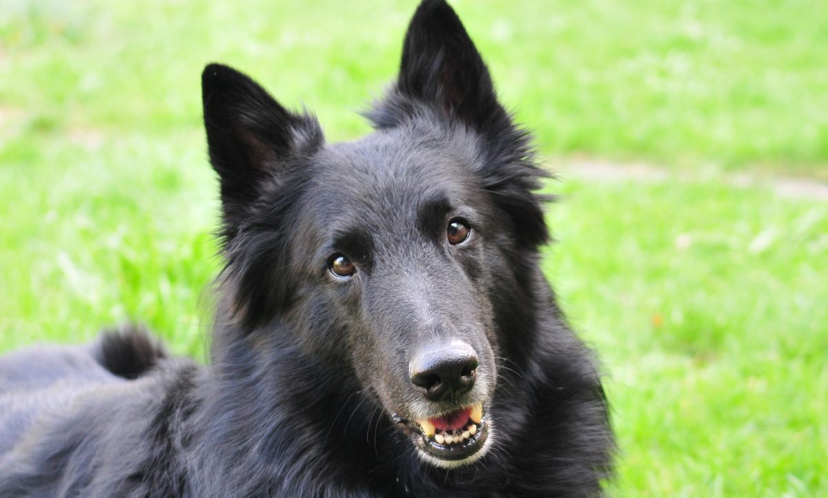 Belgian Sheepdog Dog Breed Information & Characteristics