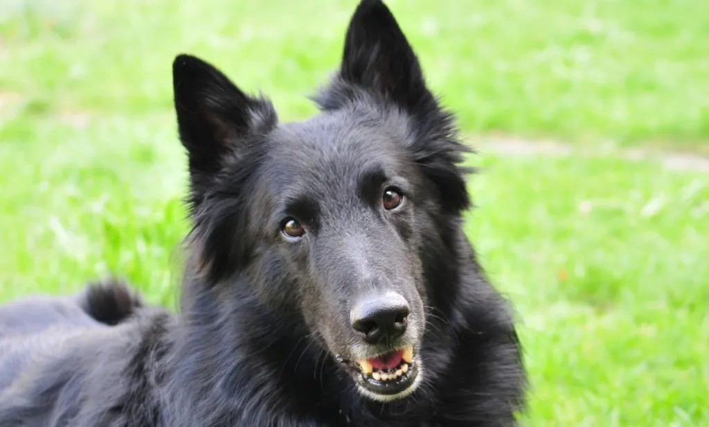 A smiling Belgian dog breed, the Groenendael, looking at the camera.