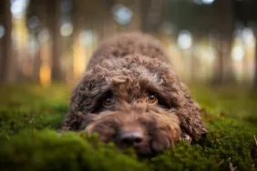 close-up of labradoodle lying down in grass