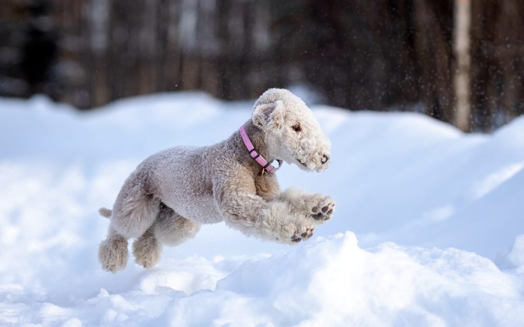 Bedlington Terrier playing in the snow