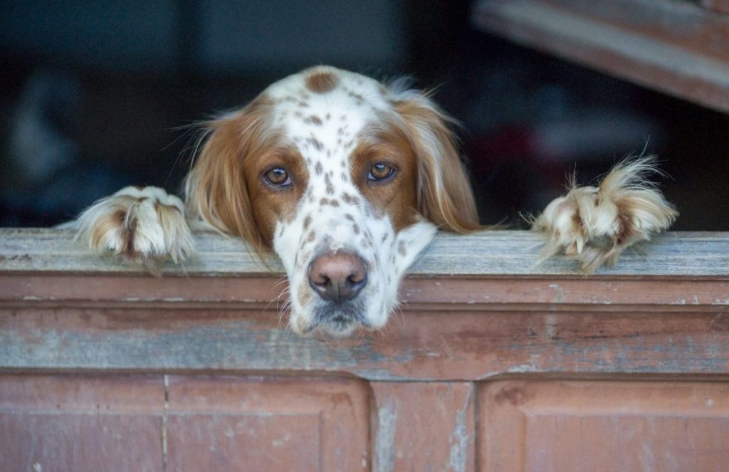 french spaniel looking out