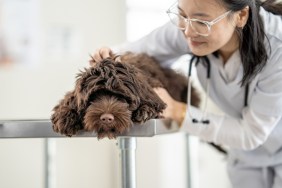 A Briard dog breed suffering from congenital stationary night blindness undergoing a veterinary exam.