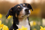 appenzeller sennenhund in the flowers
