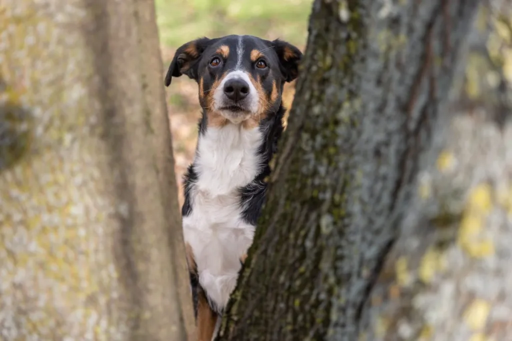 appenzeller sennenhund behind a tree