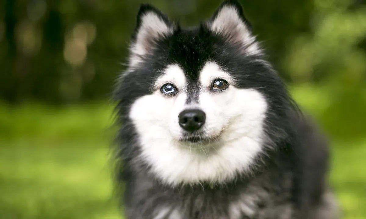 Small husky looking store dogs