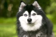 An Alaskan Klee Kai dog