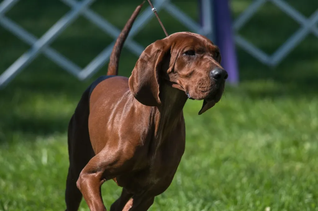 Redbone Coonhound competing