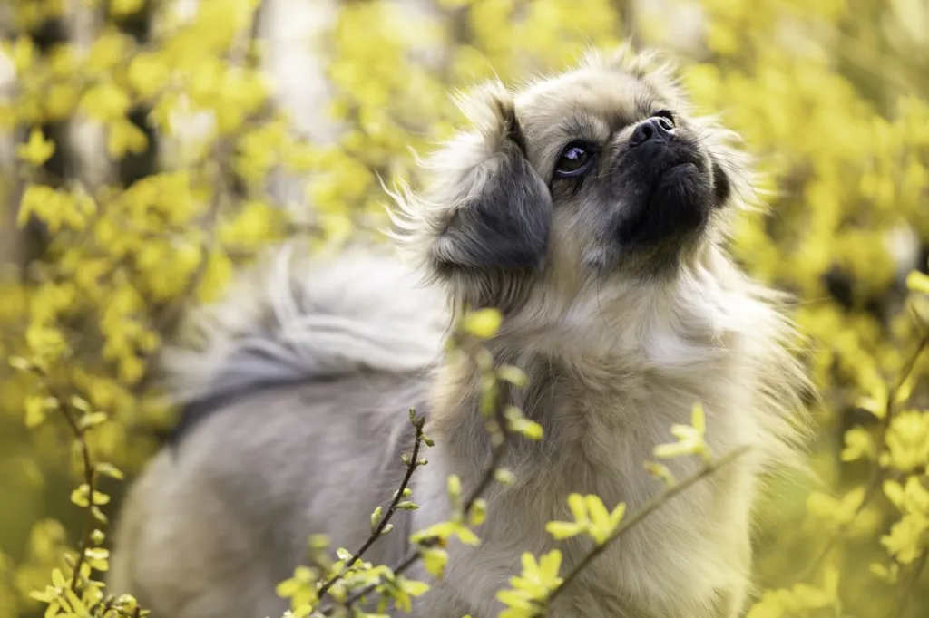 cute tibetan spaniel