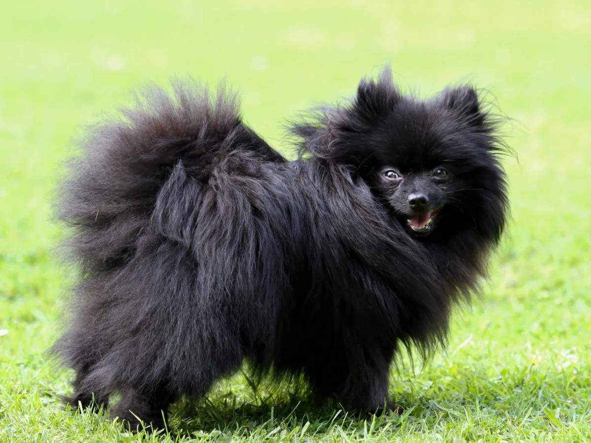 German spitz best sale mittel black