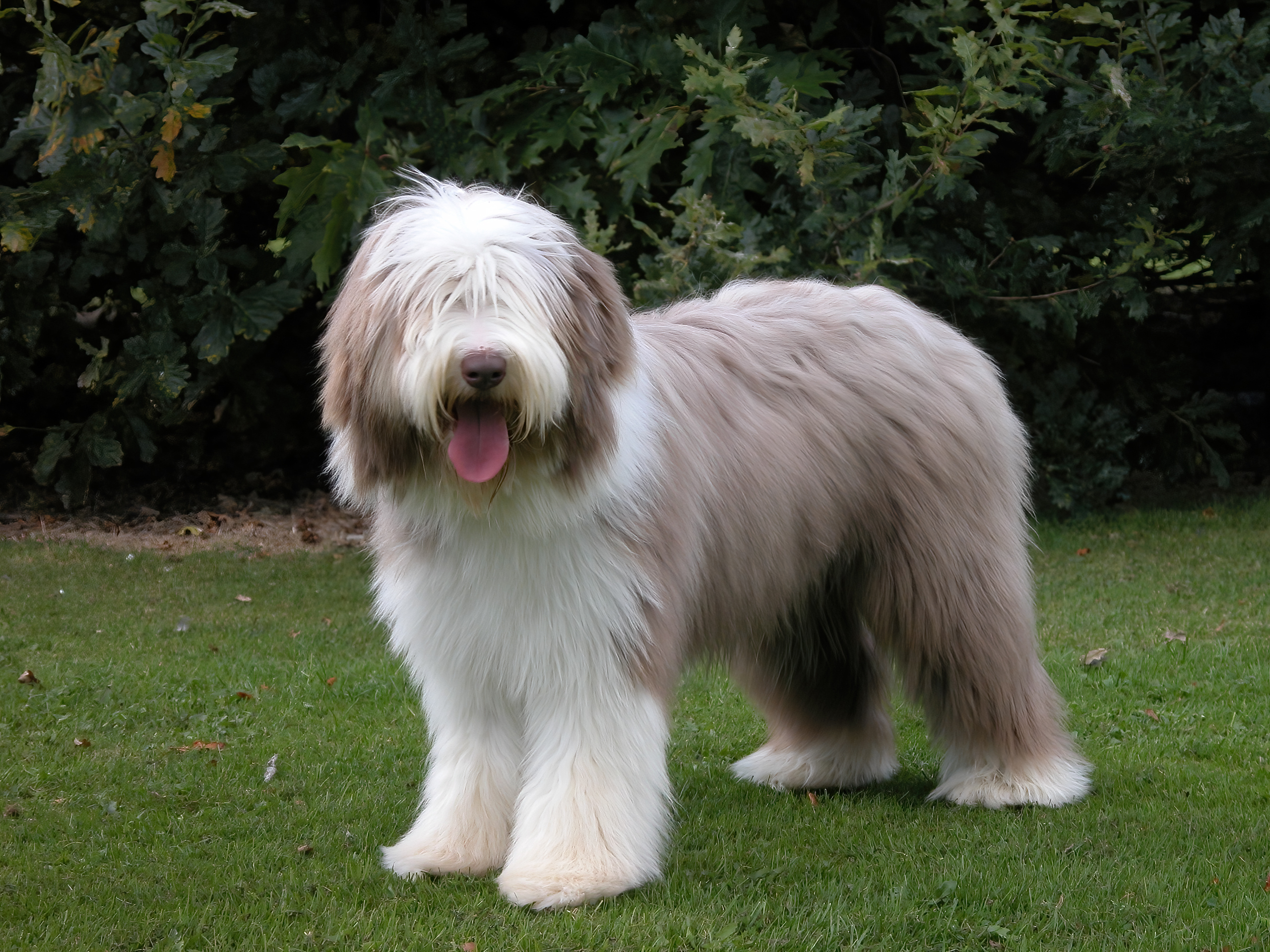 Bearded collie dogs long hair sale