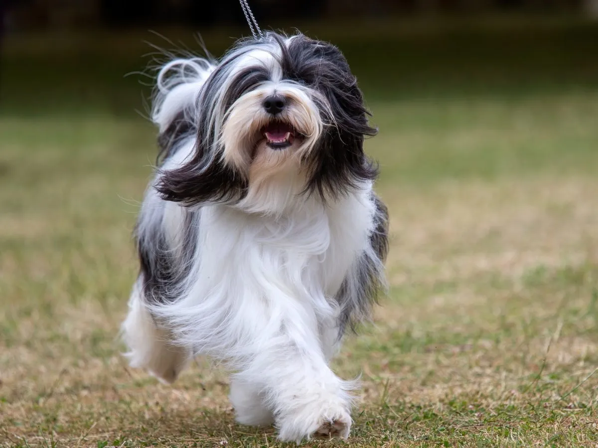 Hunters run tibetan orders terriers