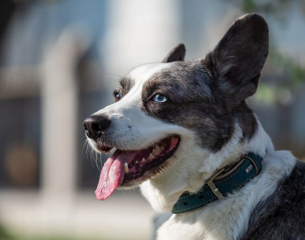 Cardigan Welsh Corgi Dog Breed Information & Characteristics