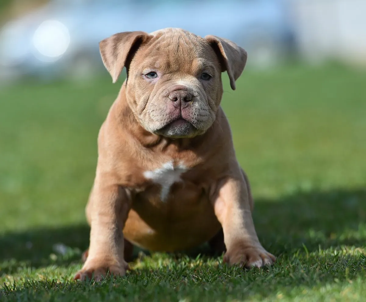 American bully outlet small