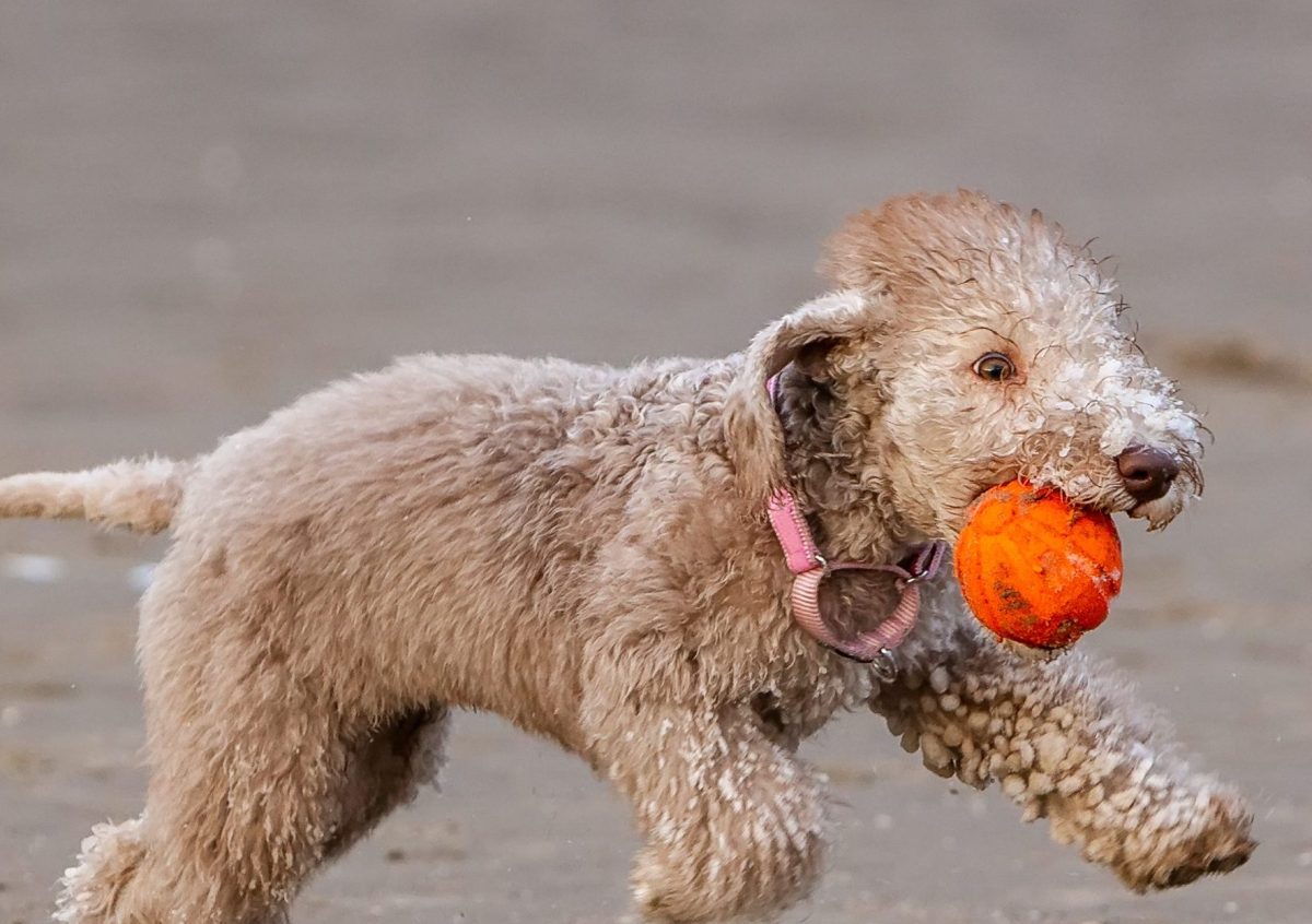 Bedlington hotsell terrier teddy