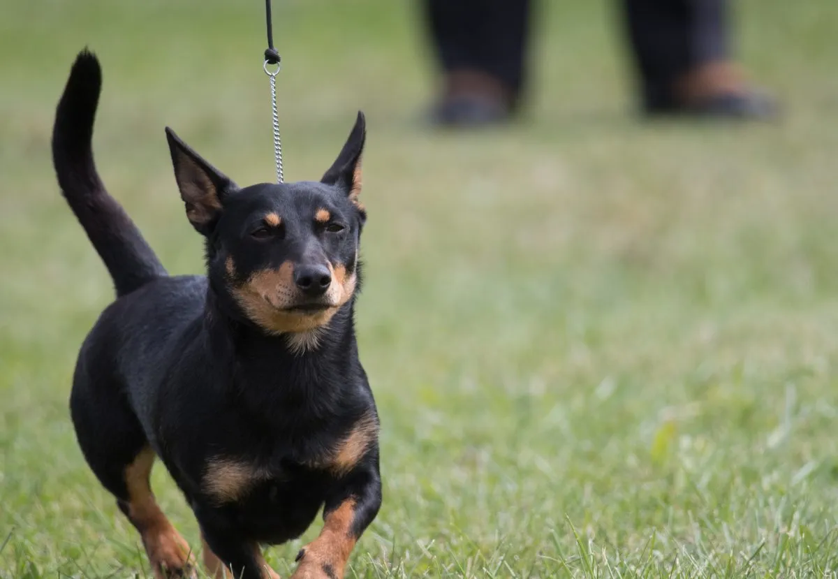 Lancashire heeler hot sale weight