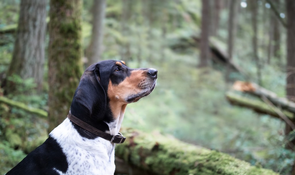 bluetick hound