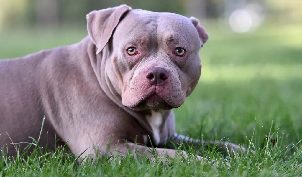 The American XL Bully Dog