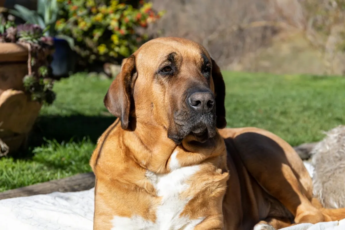 Danish mastiff sale