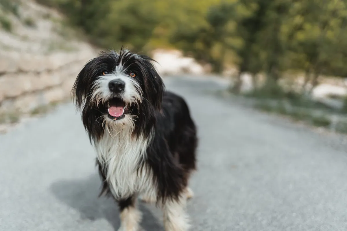 Tibetan sales terrier breed