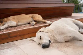 dogs sleeping on sidewalk
