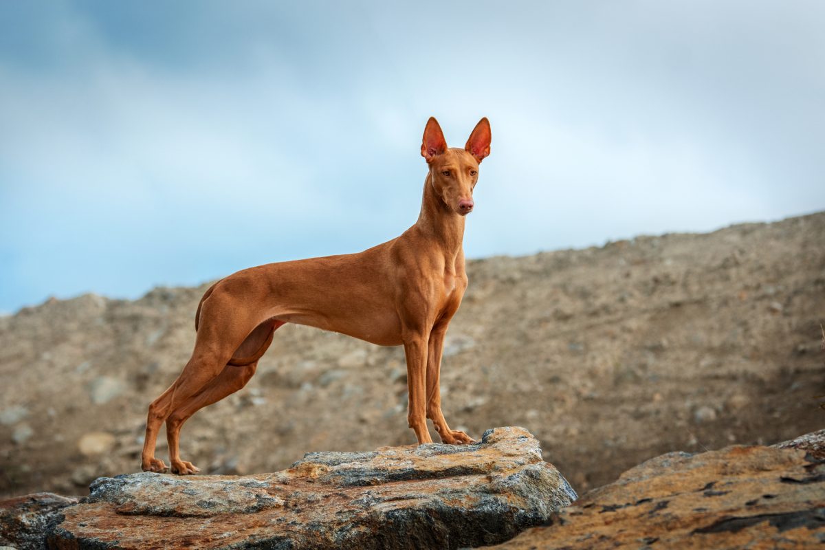 Pharaoh hound hot sale rescue