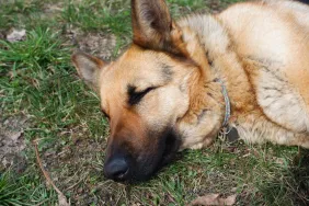 Close-up of German Shepherd dog lying in grass