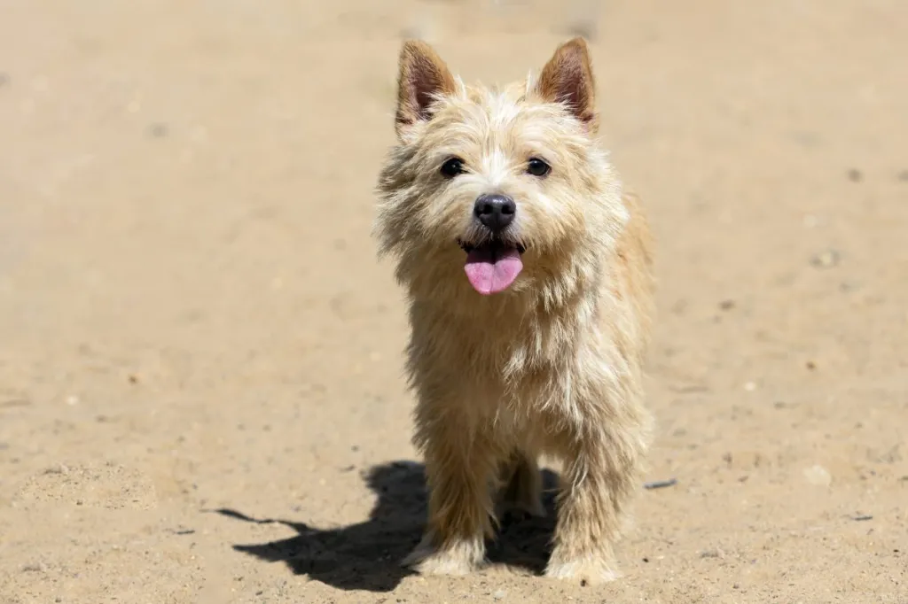 Norwich Terrier in the sand
