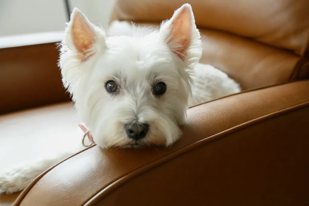 cute west highland white terrier