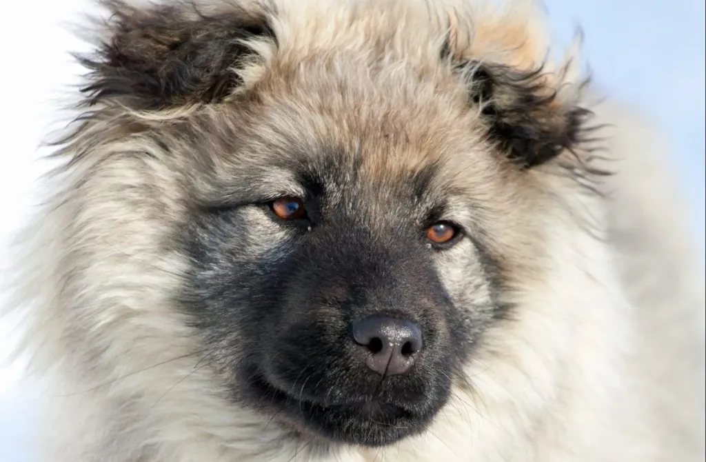 caucasian shepherd puppy