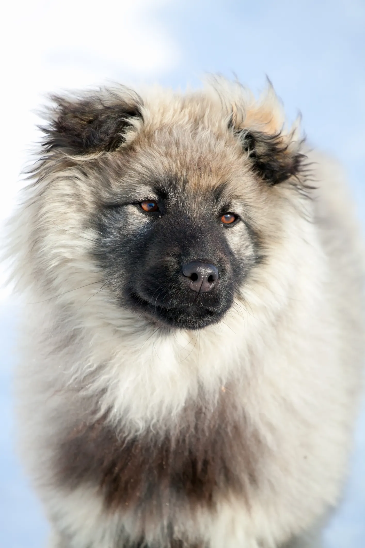 Caucasian shepherd hot sale aggressive