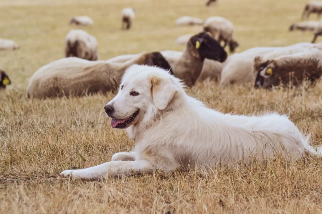 Maremma sheepdog guarding